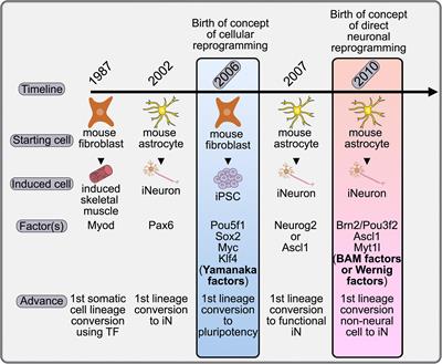 Direct Neuronal Reprogramming: Bridging the Gap Between Basic Science and Clinical Application